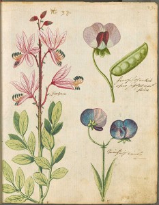 Ariculo flores comestiblesEat flowers 9
