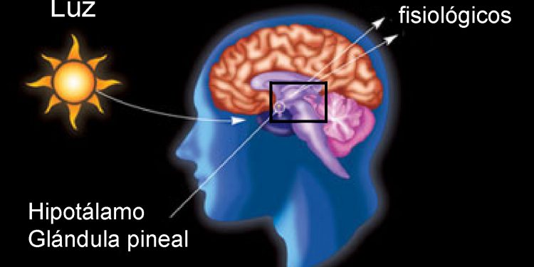 Los trabajadores por turnos son los que sufren un mayor trastorno del ritmo sueño-vigilia