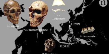 Homo luzonensis