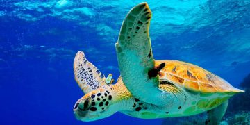 La tortuga de la isla