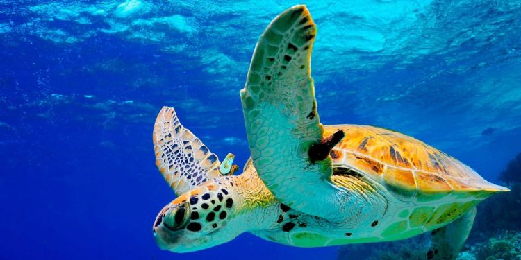 La tortuga de la isla