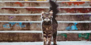 Huellas de gato por Miguel Aranguren