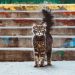 Huellas de gato por Miguel Aranguren