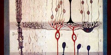 Esquema de la retina de Santiago Ramón y Cajal. Imagen: Instituto Cajal, CSIC, Madrid.
