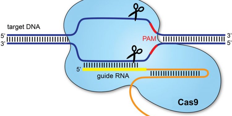 CRISPR