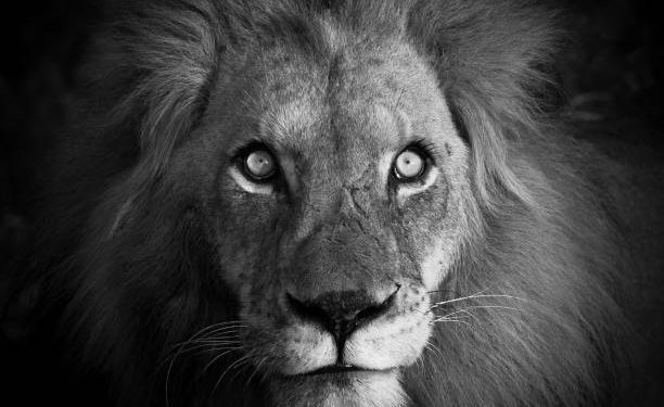 Eñ Rey león