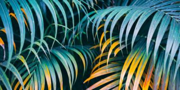 Buscadora de agua