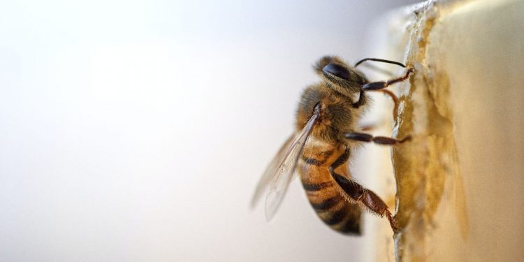Abejas