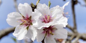 La parábola del almendro