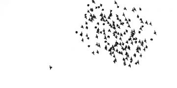 Canciones a contracorriente