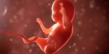 Los derechos del nasciturus. El Tribunal Constitucional contra la ley y su propia Jurisprudencia que los protege