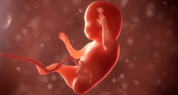 Los derechos del nasciturus. El Tribunal Constitucional contra la ley y su propia Jurisprudencia que los protege