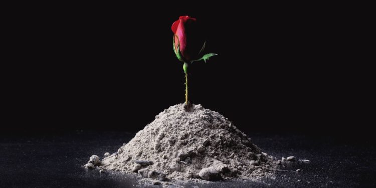 Cenizas y rosas