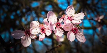 El almendro. Es un arte.